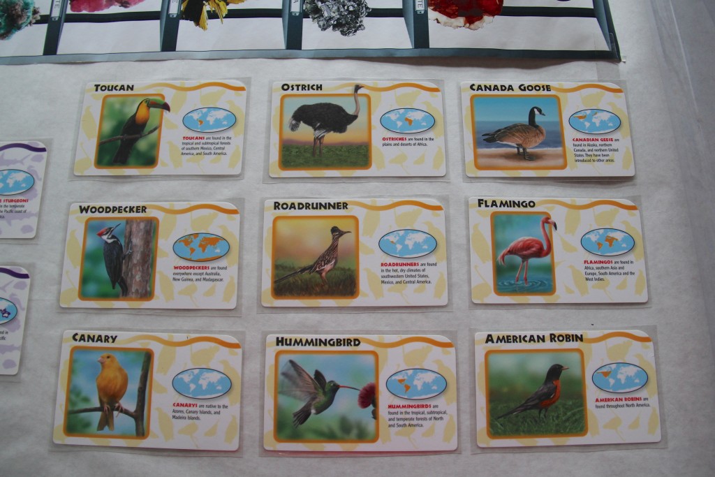 bird pocket flashcards