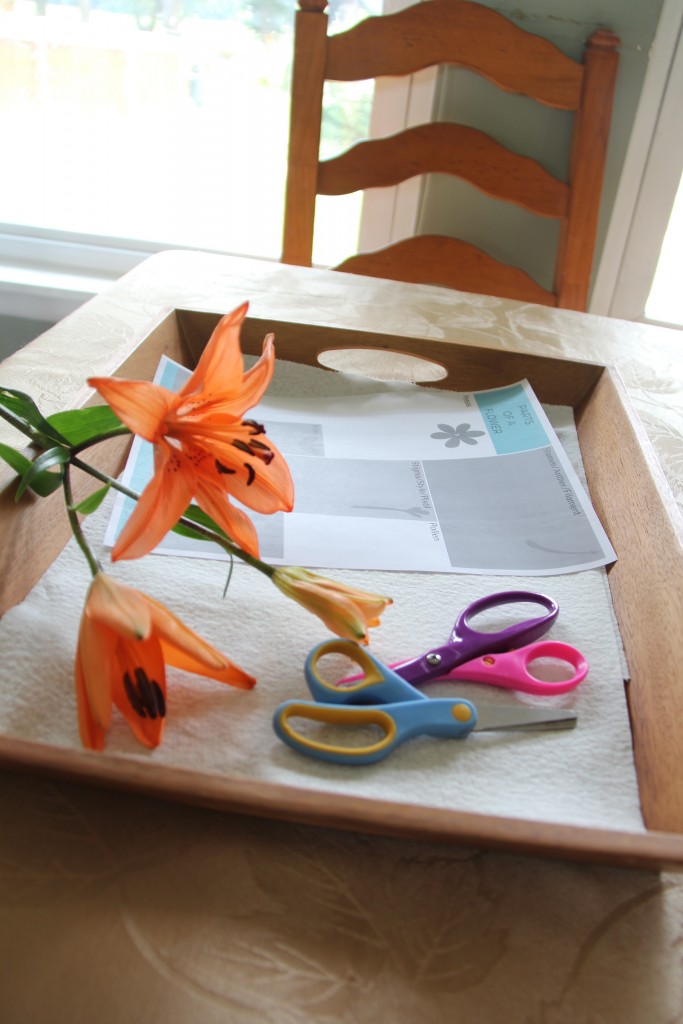 dissecting flowers for kids