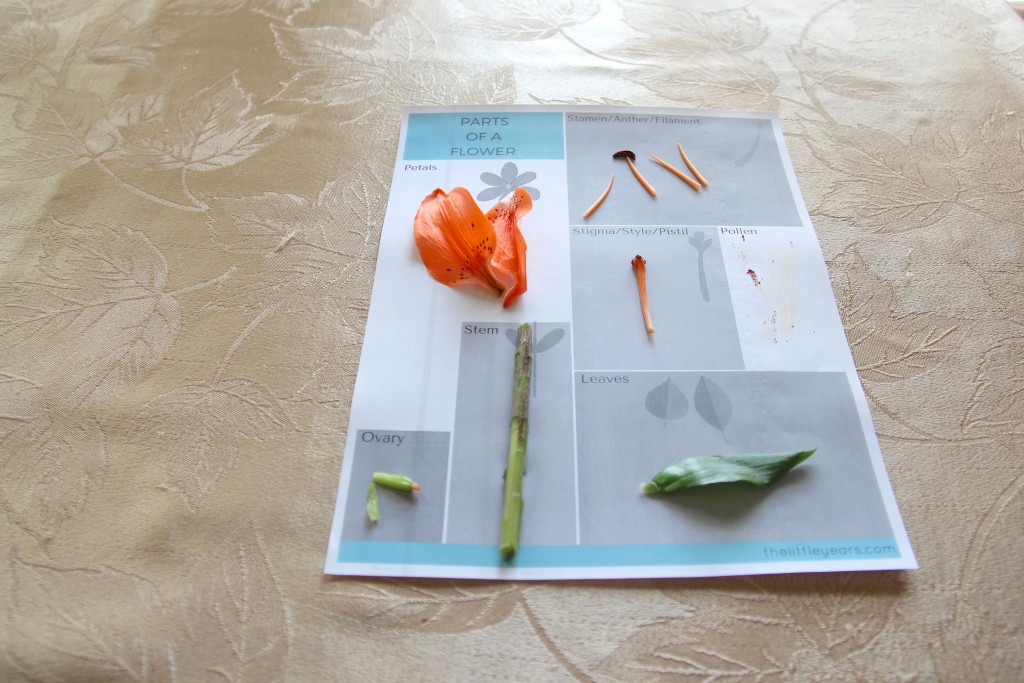 dissecting flowers