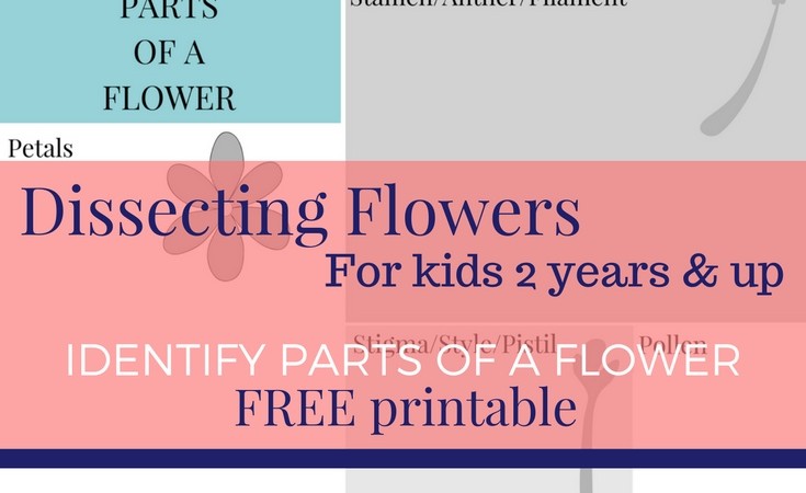 Dissecting Flowers for kids – Free printable!